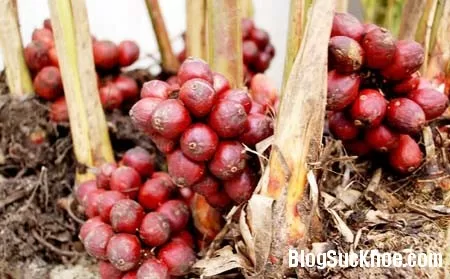 Thảo quả cắt cơn sốt rét