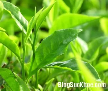 Ăn gì để chống lão hóa ?