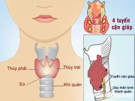 Biểu hiện và điều trị suy tuyến giáp ở người già