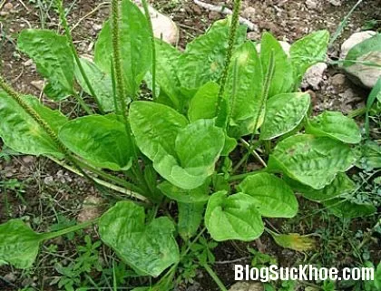 Cây mã đề - Bài thuốc thần kỳ