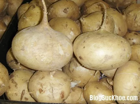 Củ đậu: vừa mát vừa giảm cân hiệu quả