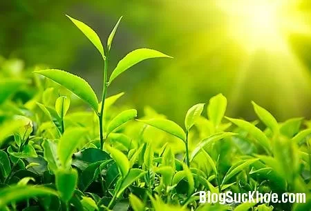 Trà xanh - Thức uống kỳ diệu thiên nhiên ban tặng