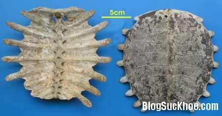 Thuốc bổ âm : Mai Ba Ba