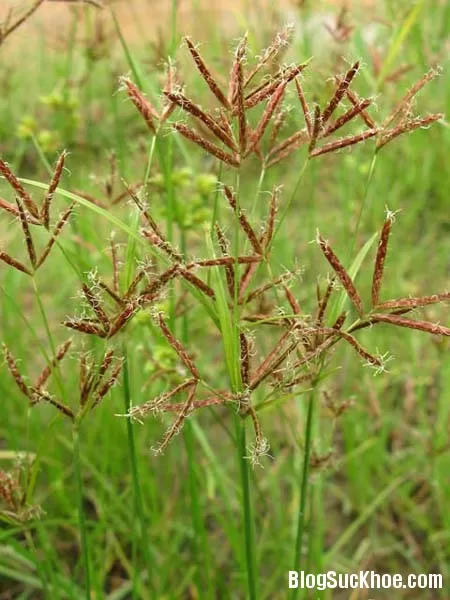 Cỏ gấu trị bệnh phụ khoa