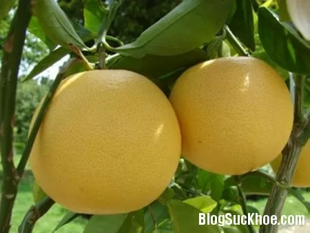 Trị rụng tóc bằng vỏ bưởi