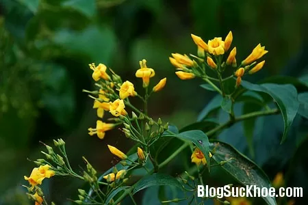 Cây lá ngón chữa mụn độc