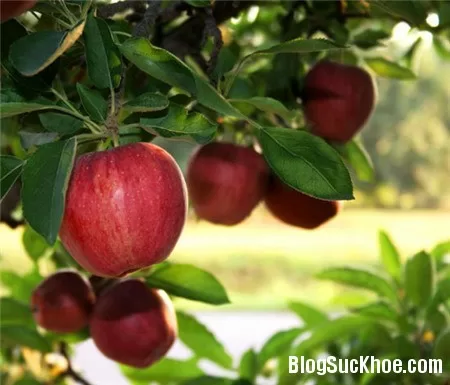 10 loại vỏ trái cây rất tốt cho sức khỏe