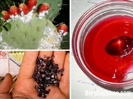 Kiểu làm đẹp có 1 không 2 từ gián, rệp và ốc sên