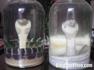 Bản lĩnh đàn ông nhờ rượu rắn
