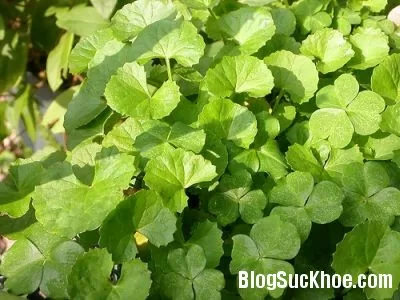 Rau má thanh nhiệt, giải độc