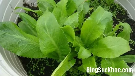 Những bài thuốc từ cây ngò gai