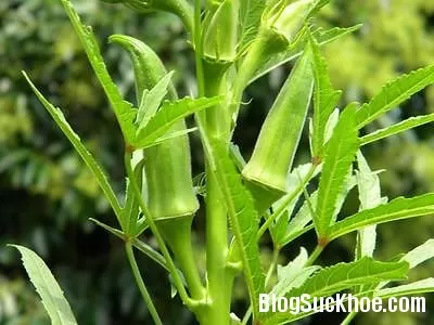 Đậu bắp giúp cải thiện chức năng não bộ