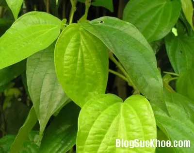 Lá trầu không chữa suy nhược thần kinh