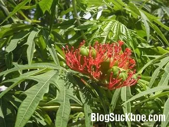 Phục hồi sinh lực bằng đỗ trọng
