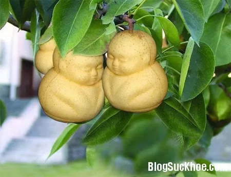 Trái lê giúp cơ thể bạn loại dần chất gây ung thư