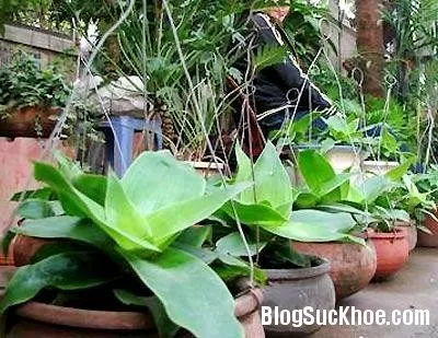 Cây lược vàng - Thần dược