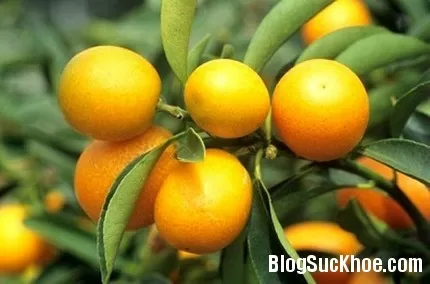 Các bài thuốc nam đặc trị cảm cúm