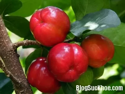 Ăn sơ ri phòng bệnh gút hiệu quả