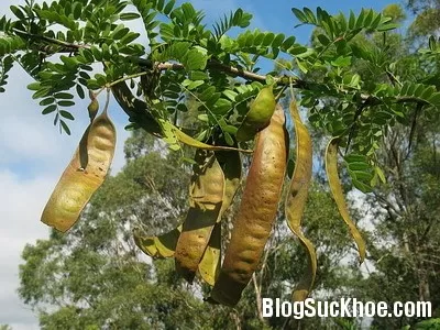 Những vị thuốc từ trái bồ kết