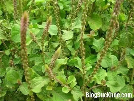 Cây cỏ xước - Chữa phong thấp