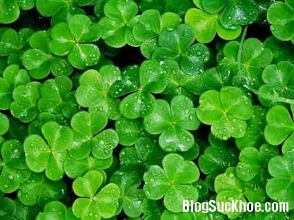 Chua me đất - Thuốc của mọi nhà