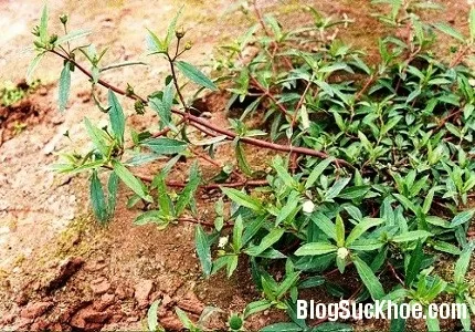 Bài thuốc chữa bệnh từ cây cỏ mực