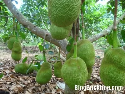 Lợi ích tuyệt vời của mít