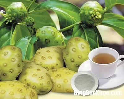 Cây Nhàu - thực phẩm chức năng chữa bách bệnh