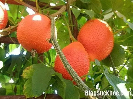 Rau, củ, quả giúp giải độc và điều trị các bệnh về gan