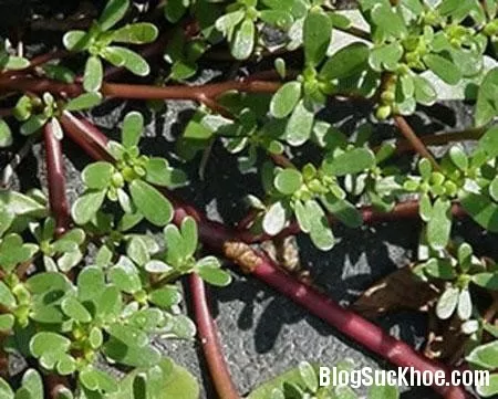 Rau xam - món ăn chữa bệnh cho gia đình