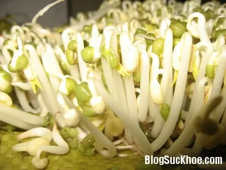 Phòng bệnh ung thư vú với giá đỗ