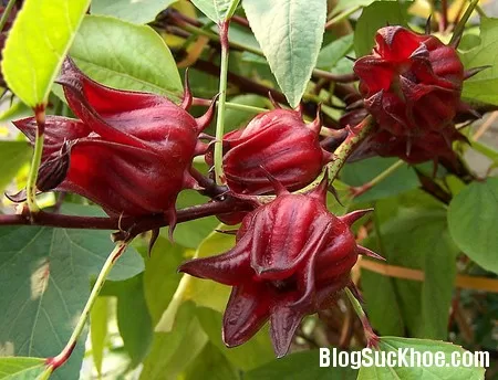 Cây Atiso đỏ, công dụng chữa bệnh tuyệt vời mà ít ai biết đến