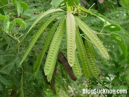 Cây keo - Giải pháp của bệnh giun sán