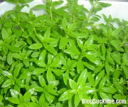 Công dụng chữa bệnh của rau om