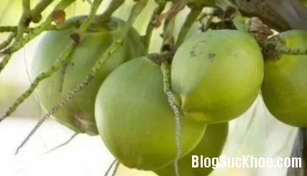 Bài thuốc Đông y trong trái dừa