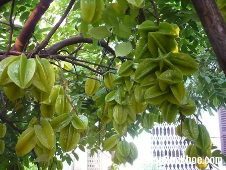 Những bài thuốc hay từ cây khế