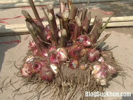 Củ dong riềng - giúp an thần