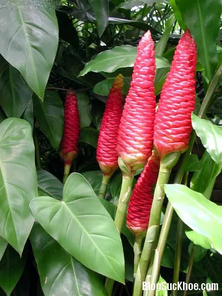 Dùng gừng dại chữa bệnh