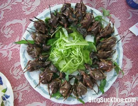 Thịt chim sẻ rất tốt cho đàn ông
