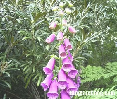 Rễ địa hoàng làm thuốc