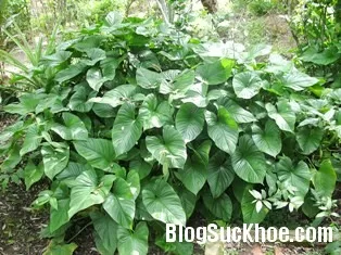 Thiên niên kiện hiệu quả cho bệnh xương khớp