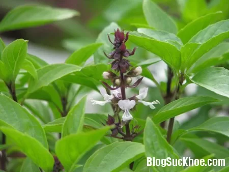 Rau húng quế - Vị thuốc quý