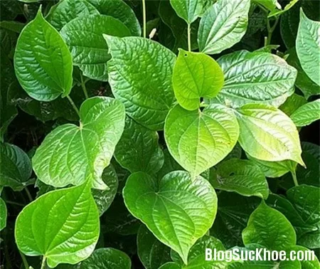 Lá lốt chữa bệnh phụ khoa