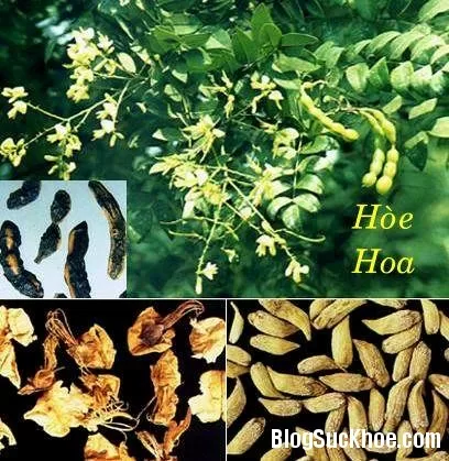 Cây hoa hòe : giải pháp cho người bị huyết áp cao