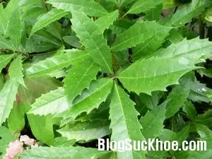 Cây ô rô - giải pháp của bệnh gan