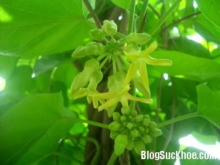 Hoa thiên lý - Khắc tinh của bệnh trĩ