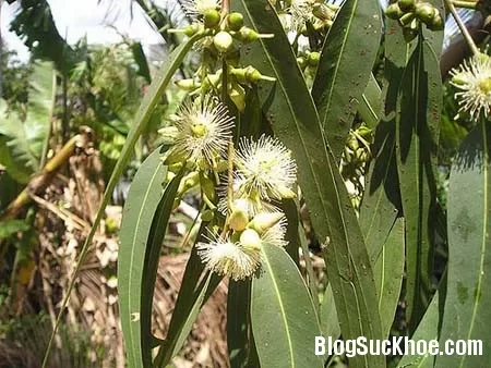 Liệu pháp tự nhiên chữa viêm xoang