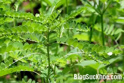 Bài thuốc chữa bệnh viêm gan