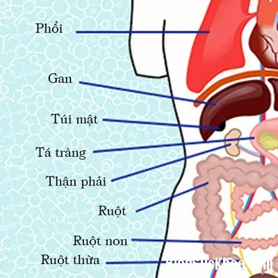 Tìm hiểu chức năng các cơ quan nằm ở phía bên phải cơ thể