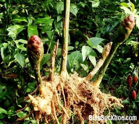 Gừng dại tán phong hàn trị trúng gió